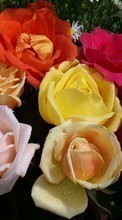 Plantes,Fleurs,Roses pour Apple iPhone XR