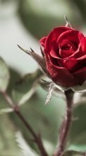 Plantes,Fleurs,Roses pour Sony Xperia J ST26i