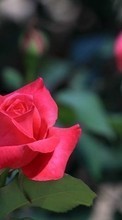 Plantes,Fleurs,Roses pour Samsung Galaxy Star 2