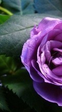 Fleurs,Plantes,Roses pour Sony Ericsson W700
