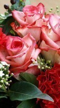 Fleurs,Plantes,Roses pour Asus ZenFone Go ZC500TG