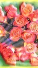 Plantes,Fleurs,Roses pour Sony Ericsson txt pro