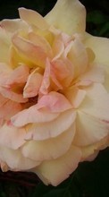 Fleurs,Plantes,Roses pour HTC One mini