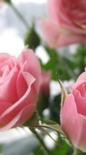 Fleurs,Plantes,Roses pour Acer Liquid E