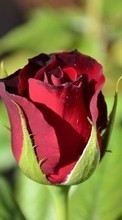 Fleurs,Plantes,Roses pour LG Optimus F5 P875