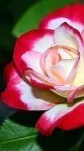 Fleurs,Plantes,Roses pour HTC One SV