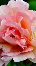Fleurs,Plantes,Roses pour Sony Ericsson Xperia X10 mini