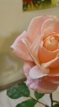 Fleurs,Plantes,Roses pour Lenovo Sisley S90