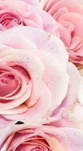 Télécharger une image Fleurs,Plantes,Roses pour le portable gratuitement.