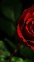 Fleurs,Plantes,Roses pour BlackBerry Classic