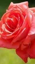 Télécharger une image Fleurs,Plantes,Roses pour le portable gratuitement.