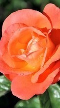 Fleurs,Plantes,Roses pour Fly Stratus 1 FS401