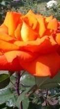 Plantes,Fleurs,Roses pour Sony Ericsson W705