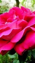 Télécharger une image 240x400 Plantes,Fleurs,Roses pour le portable gratuitement.