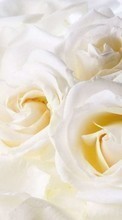 Télécharger une image Plantes,Fleurs,Roses pour le portable gratuitement.