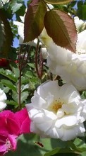 Télécharger une image 320x240 Plantes,Fleurs,Roses pour le portable gratuitement.