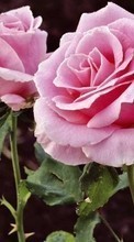 Plantes,Fleurs,Roses pour Samsung Galaxy Ace Plus