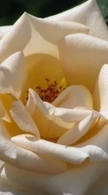 Télécharger une image 1024x600 Plantes,Fleurs,Roses pour le portable gratuitement.