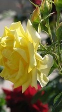 Plantes,Fleurs,Roses pour Sony Xperia Z5 Premium