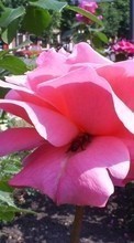 Télécharger une image 240x400 Plantes,Fleurs,Roses pour le portable gratuitement.
