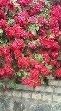 Télécharger une image 360x640 Plantes,Fleurs,Roses pour le portable gratuitement.