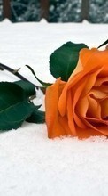 Télécharger une image Fleurs,Plantes,Roses,Neige pour le portable gratuitement.