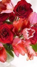 Télécharger une image Plantes,Fleurs,Roses,Tulipes pour le portable gratuitement.