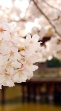 Télécharger une image Plantes,Fleurs,Sakura pour le portable gratuitement.