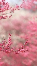 Télécharger une image Fleurs,Plantes,Sakura pour le portable gratuitement.