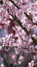 Télécharger une image 240x320 Plantes,Fleurs,Cerise,Sakura pour le portable gratuitement.
