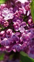 Télécharger une image Fleurs,Lilas,Plantes pour le portable gratuitement.