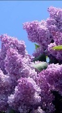Télécharger une image 240x400 Plantes,Fleurs,Lilas pour le portable gratuitement.