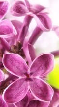Télécharger une image 240x400 Plantes,Fleurs,Lilas pour le portable gratuitement.
