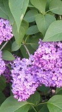 Télécharger une image Plantes,Fleurs,Lilas pour le portable gratuitement.