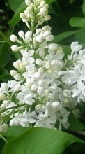 Télécharger une image 320x480 Plantes,Fleurs,Lilas pour le portable gratuitement.