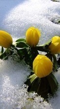 Télécharger une image Fleurs,Plantes,Neige pour le portable gratuitement.
