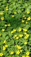 Télécharger une image Fleurs,Herbe,Plantes pour le portable gratuitement.