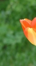 Plantes,Fleurs,Tulipes pour Sony Ericsson Cedar
