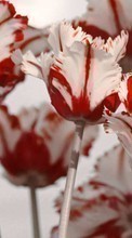 Plantes,Fleurs,Tulipes pour HTC Touch Viva