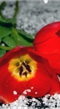 Télécharger une image 720x1280 Plantes,Fleurs,Tulipes pour le portable gratuitement.