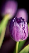 Télécharger une image 1024x768 Plantes,Fleurs,Tulipes pour le portable gratuitement.