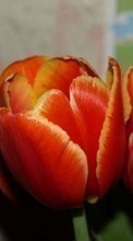 Plantes,Fleurs,Tulipes pour Nokia E72