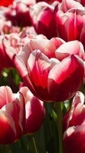 Télécharger une image Tulipes,Plantes,Fleurs pour le portable gratuitement.