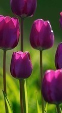 Plantes,Fleurs,Tulipes pour Sony Xperia Z2 Tablet