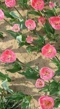 Télécharger une image Tulipes,Plantes,Fleurs pour le portable gratuitement.