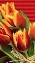 Télécharger une image Fleurs,Tulipes,Plantes pour le portable gratuitement.