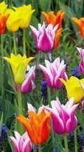 Plantes,Fleurs,Tulipes pour Asus ZenFone 2