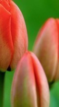 Plantes,Fleurs,Tulipes pour Apple iPhone XR