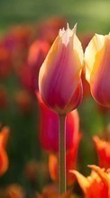 Fleurs,Plantes,Tulipes pour Sony Ericsson K790