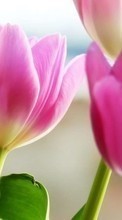 Fleurs,Plantes,Tulipes pour Sony Ericsson K790